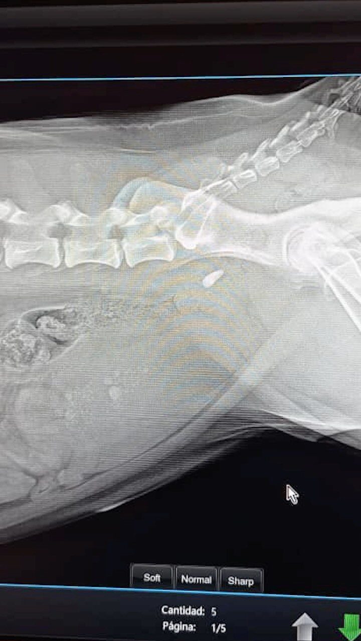 Instagram post from veterinariavuurman. This post is in position 2.