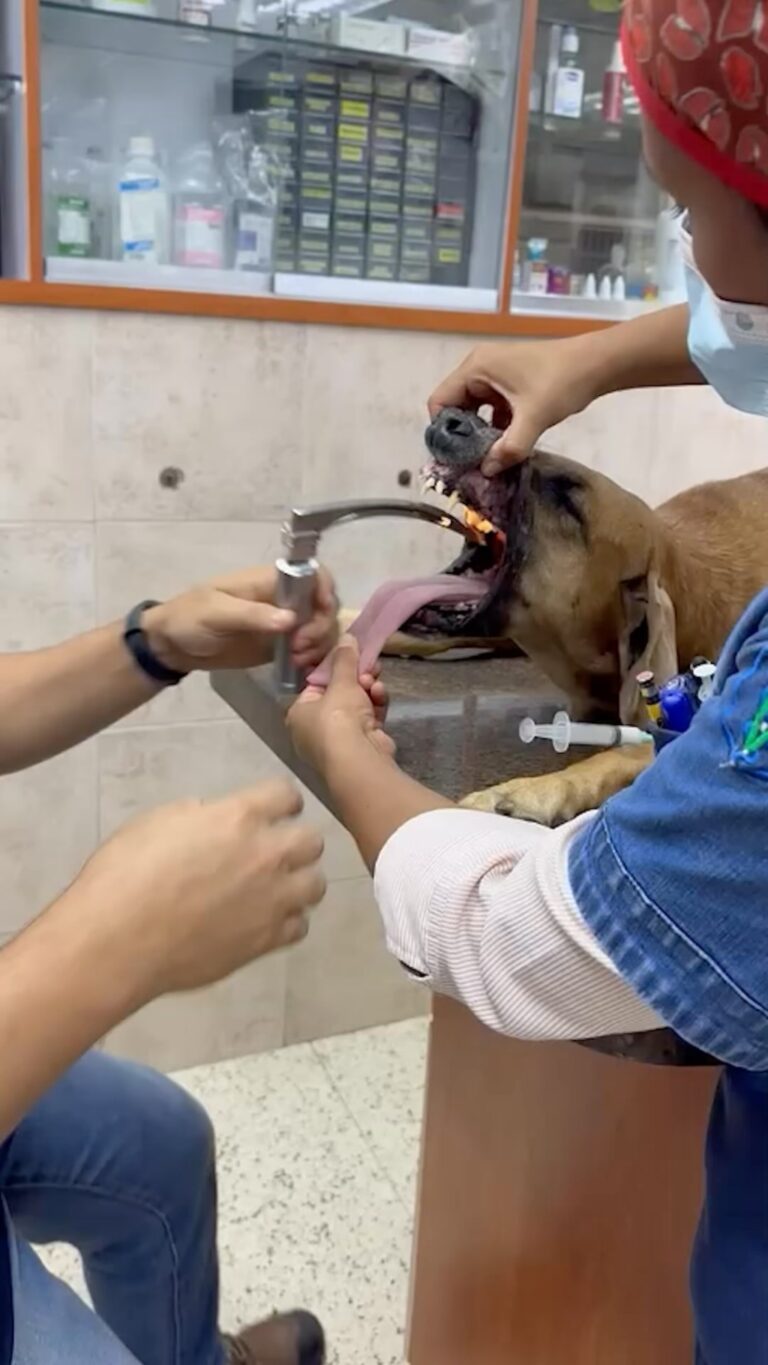 Instagram post from veterinariavuurman. This post is in position 1.