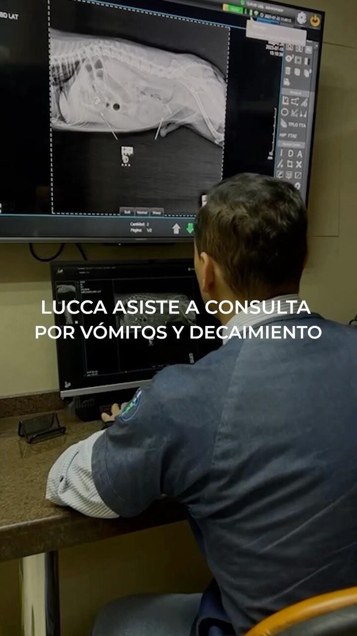 Instagram post from veterinariavuurman. This post is in position 3.