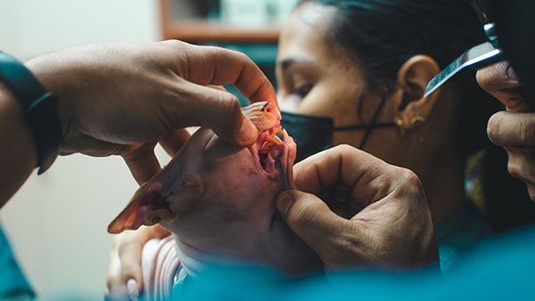 Odontologia-Veterinaria-Vuurman